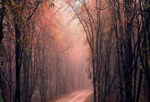 WNBA/6枚奧運金牌傳奇 42歲陶樂西宣布退休.